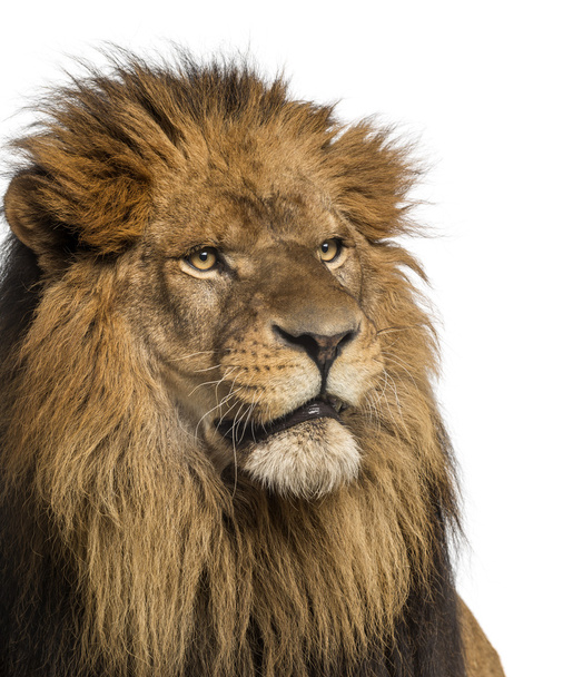 Gros plan d'un Lion, Panthera Leo, 10 ans, isolé sur un coup de fouet
 - Photo, image