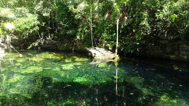 Senote on luola, jossa voi uida. Se on cenote Cristallino Meksikossa.
. - Valokuva, kuva