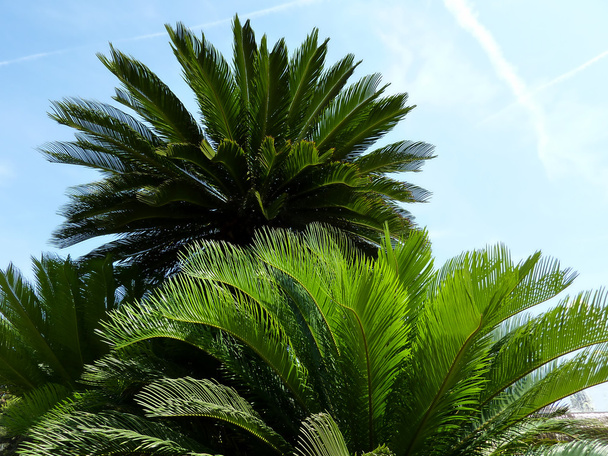 Foglie di palma
 - Foto, immagini