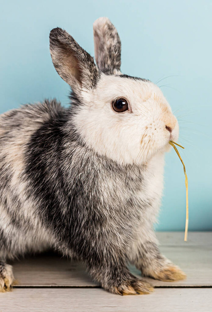 Cute black and white bunny eating hay over a wooden table with blue background - Photo, Image
