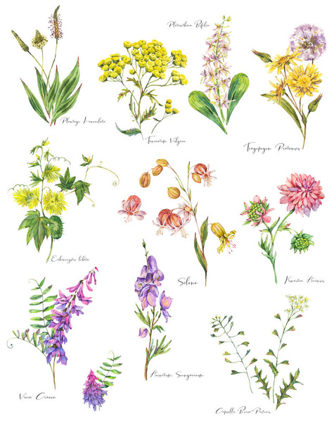 Набір акварельних літніх лугових квітів, диких квітів. Ботанічні квіткові елементи ізольовані на білому тлі, природні об'єкти. Колекція лікувальних квітів
 - Фото, зображення