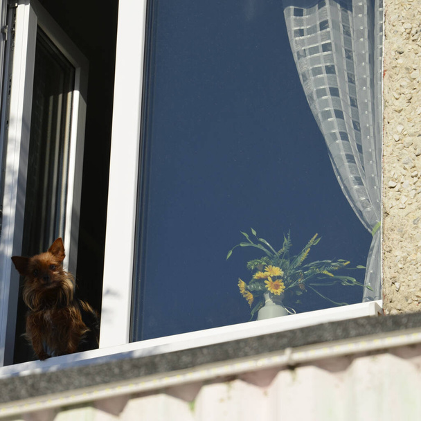 Śliczny piesek wygląda przez okno. Ciekawy zwierzak siedzi w pobliżu otwartego okna i patrzy na ulicę. - Zdjęcie, obraz