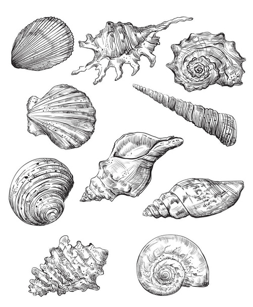 Hand drawing set of seashells. Vector monochrome sketch illustration of seashells in black color isolated on white background. Design travel elements, vintage icons set. Stock illustration for art and design - Διάνυσμα, εικόνα