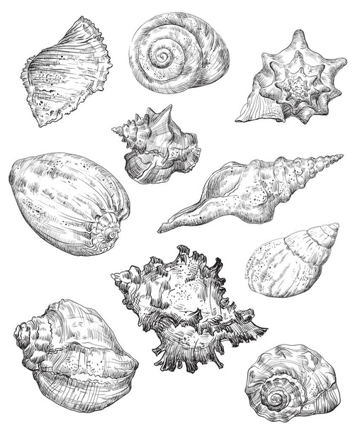 Hand drawing sketch set of seashells. Vector monochrome illustration of seashells collection in black color isolated on white background. Design travel elements, vintage icons set. Stock illustration for art and design - Vector, Image