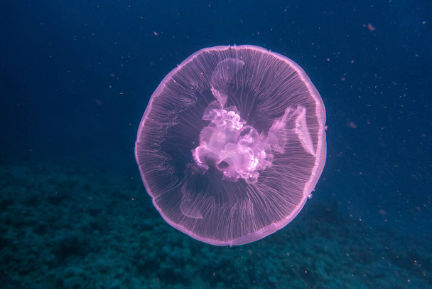 Jelly fish in the Red Sea colorful and beautiful, Eilat Israel - Photo, Image