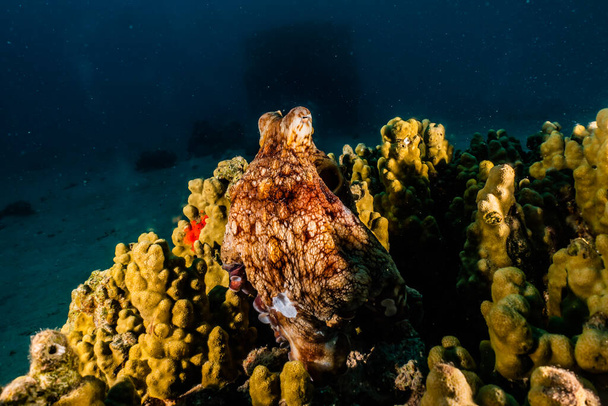 Ośmiornica król kamuflażu w Morzu Czerwonym  - Zdjęcie, obraz