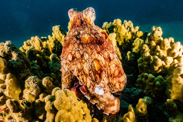 Χταπόδι βασιλιάς του καμουφλάζ στην Ερυθρά Θάλασσα  - Φωτογραφία, εικόνα