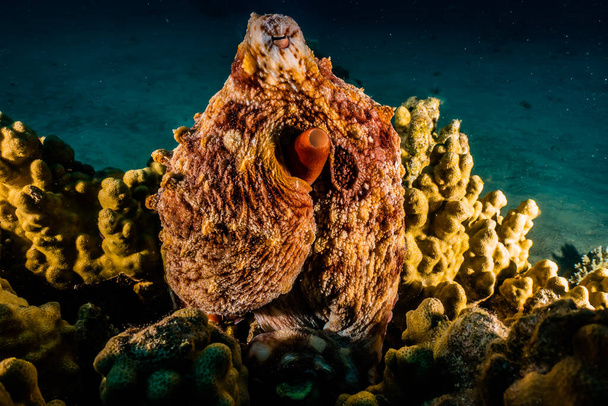 Poulpe roi du camouflage dans la mer Rouge
  - Photo, image