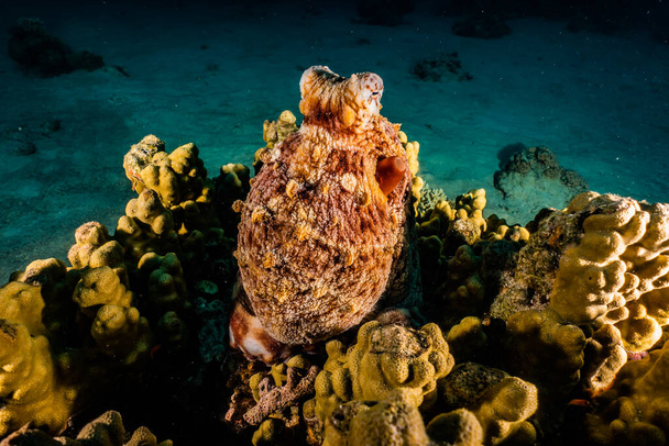 Octopus king of camouflage in the Red Sea  - Photo, Image