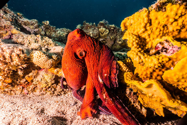 Poulpe roi du camouflage dans la mer Rouge
 - Photo, image