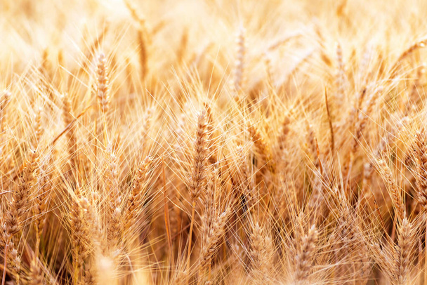 Orejas de trigo dorado en primer plano. Campo de trigo. Hermoso trigo espigas fondo
 - Foto, imagen