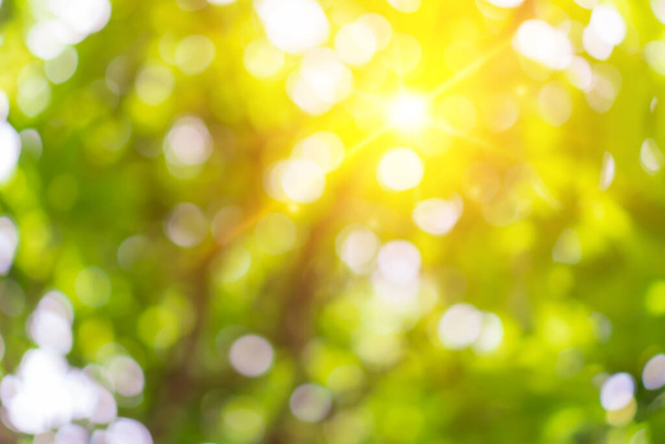 Yeşil doğa güneş ışığı soyut arkaplan bokeh renkli. Klasik pastel renk tonu. - Fotoğraf, Görsel
