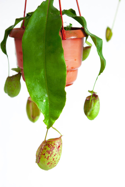 Παράξενο βότανο, ιπτάμενη παγίδα Hellcatcher - Φωτογραφία, εικόνα