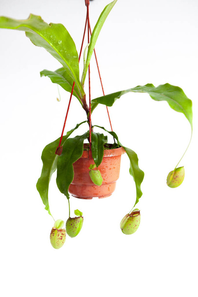 Παράξενο βότανο, ιπτάμενη παγίδα Hellcatcher - Φωτογραφία, εικόνα