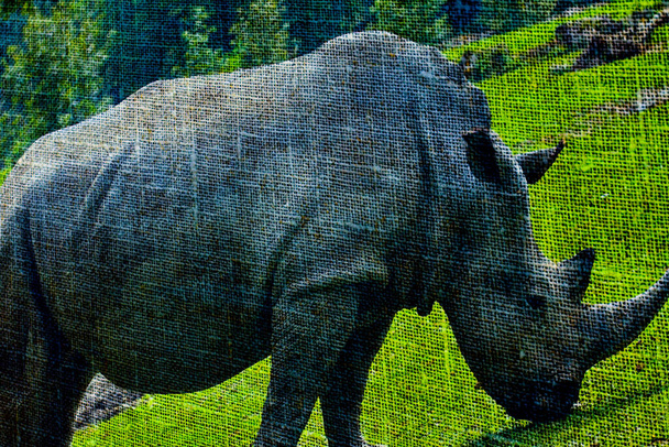 Nádherné umělecké umění nosorožce v krásném přírodním pozadí. - Fotografie, Obrázek