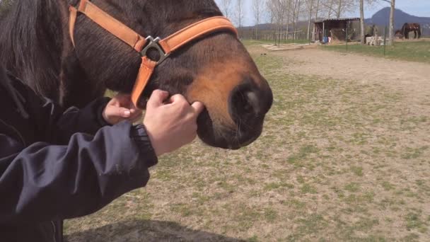 Zaměstnanec koňské farmy dráždí dásně koně a kůň pak žertem vystrkuje jazyk a olizuje. Zpomalený pohyb. - Záběry, video