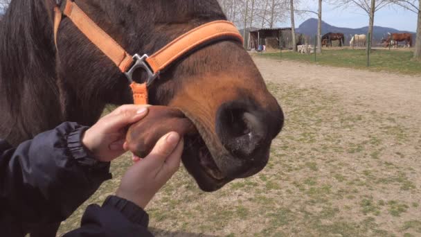 Horse rider make a fun. Woman pulls out horse tongue from muzzle, checks him, strokes and tickles. Fun and grimaces. Slow motion. - Footage, Video