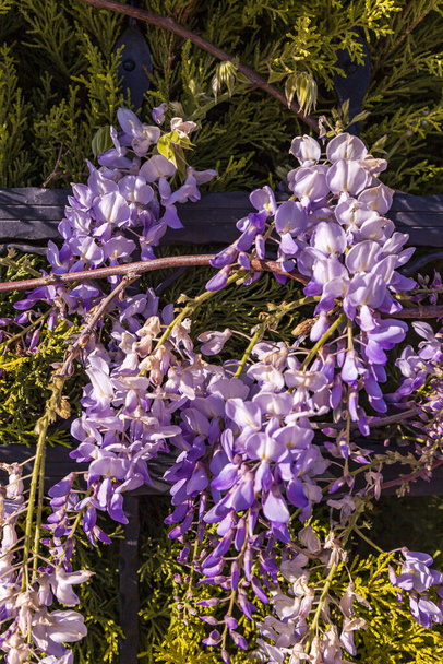 paarse panicle boom is lokaal plant van japan, wisteria gekweekt in stanbul - Foto, afbeelding