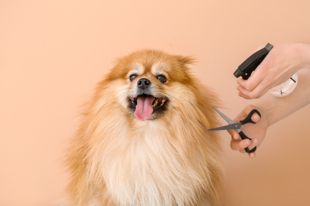 Female groomer taking care of cute dog on color background - Foto, imagen