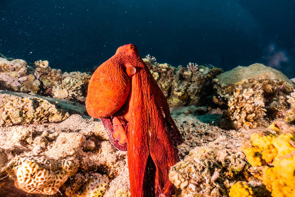 Ośmiornica król kamuflażu w Morzu Czerwonym - Zdjęcie, obraz