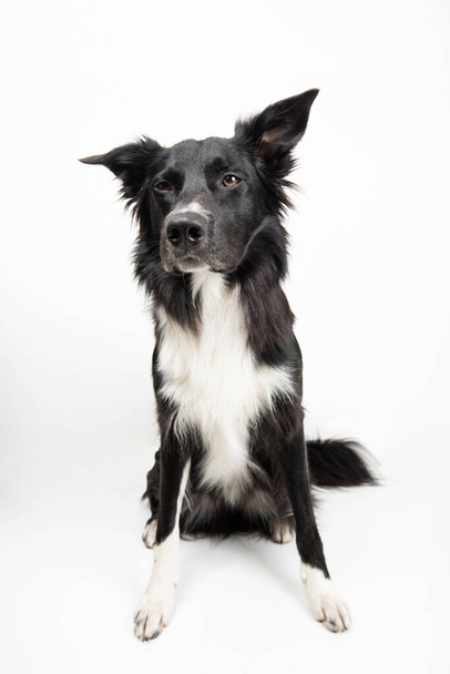 Full length portrait of an adorable purebred Border Collie looking aside isolated on grey background with copy space. Funny black and white dog try to be serious. - 写真・画像