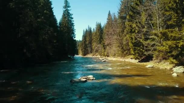 Lot górskiej sosny nad rzeką dron wznosi się ponad górską wodą - Materiał filmowy, wideo