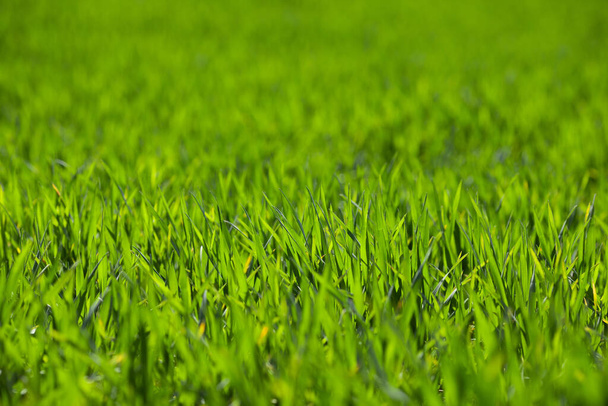 Проростки молодої зеленої пшениці. Сільськогосподарський фон
 - Фото, зображення