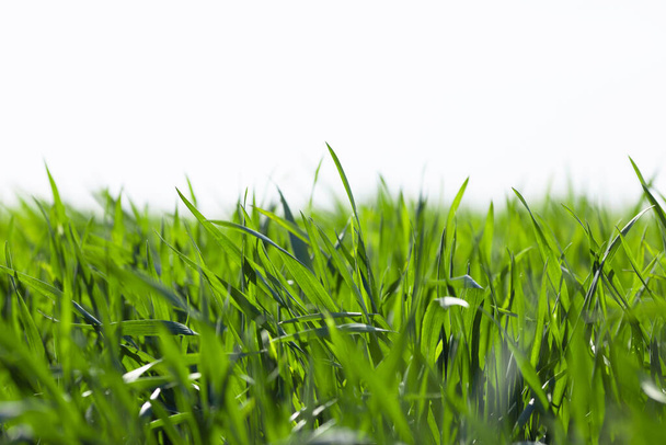 Young green wheat grows in a field. Agriculture backgrounds - Photo, Image
