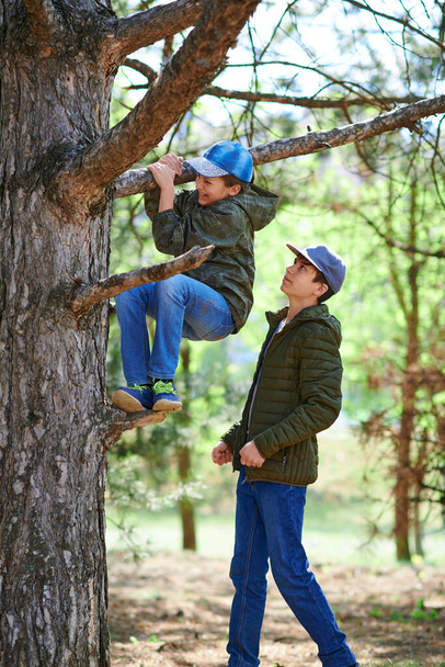 A boy helping to a girl climbing in a tree, bright sunlight, beautiful day - Foto, imagen