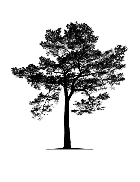 Černý strom izolované na bílém pozadí - Fotografie, Obrázek