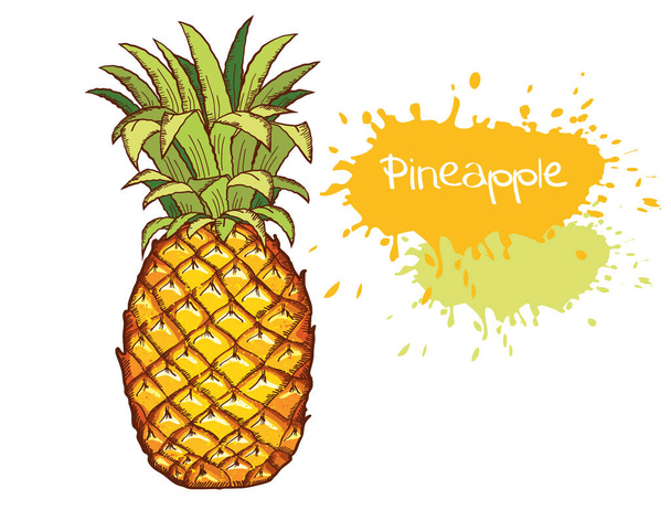 Ananas vorhanden. Vector Hand Drawn Fruit Illustration isoliert auf weiß. Skizze Zeichnung Vektorillustration mit Text - Vektor, Bild
