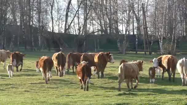 αγελάδα σε τσέχικο λιβάδι - Πλάνα, βίντεο
