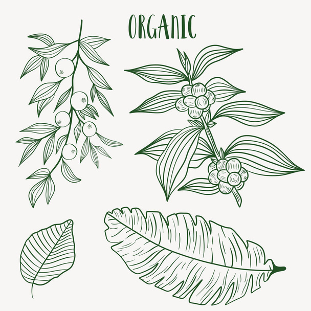 Plant nature hand drawn set. Collection botanical element. - Vector, Image