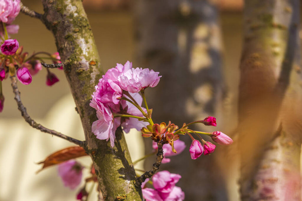 Rama de Prunus Kanzan cereza con flores dobles de color rosa y hojas rojas, de cerca
. - Foto, imagen