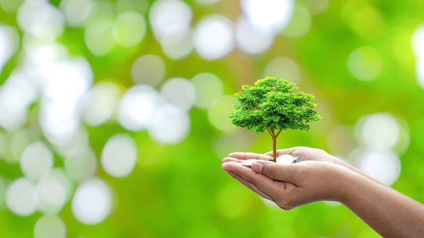Το δέντρο φυτεύεται σε ένα νόμισμα στα χέρια των ανθρώπων με φυσικό πράσινο φόντο, θολώνοντας την έννοια της ανάπτυξης των φυτών και της οικονομικής ανάπτυξης. - Φωτογραφία, εικόνα