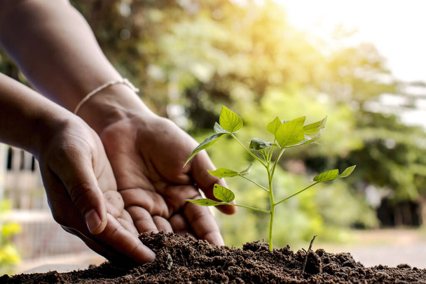 Zbliżenie obu rąk rolników, zwracanie uwagi na małe rośliny poprzez umieszczenie gleby w sadzonkach, które są sadzone na ziemi. - Zdjęcie, obraz