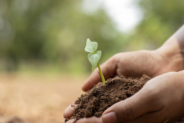 Close-up van een menselijke hand die een zaailing vasthoudt, inclusief het planten van de zaailingen, het concept van de Dag van de Aarde en de campagne ter vermindering van de opwarming van de aarde. - Foto, afbeelding