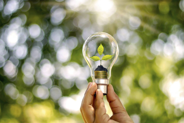 De hand van een jonge vrouw die een spaarlamp vasthoudt, waaronder een boompje dat in een spaarlamp groeit en overschakelt op hernieuwbare energie. - Foto, afbeelding