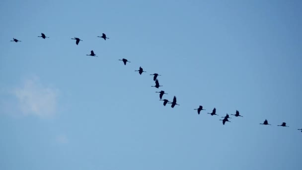 Alto contraste de gran grupo de grúas que vuelan en cámara lenta
 - Metraje, vídeo