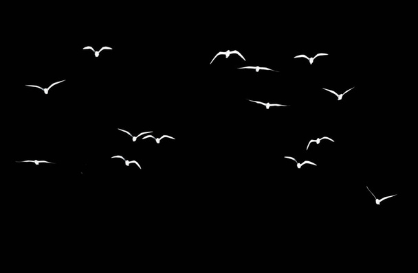 silhouette of a flock of birds on a black background . - Foto, afbeelding