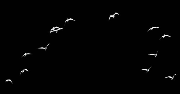 silhouette of a flock of birds on a black background . - Photo, Image