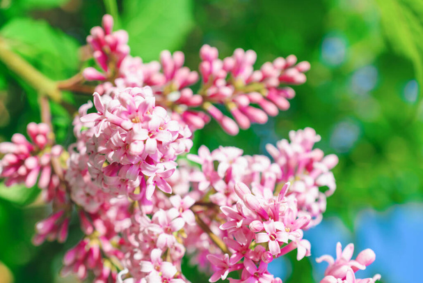 A branch of lilac closeup. Pink spring flowers. Floral background. Spring time. Blooming May. - Foto, Imagen
