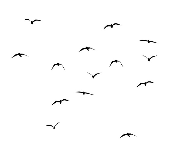 silhouette of a flock of birds on a white background . - Fotoğraf, Görsel