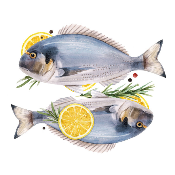 Beautiful stock illustration with watercolor hand drawn dorado fish. - Photo, Image