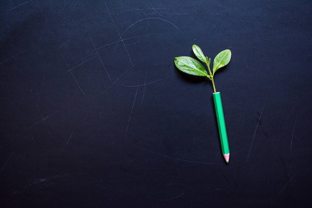 Creative idea. Grass. Branches of green leaves grow out of pencil on a textural dark background. Top view with copy space. - Photo, Image