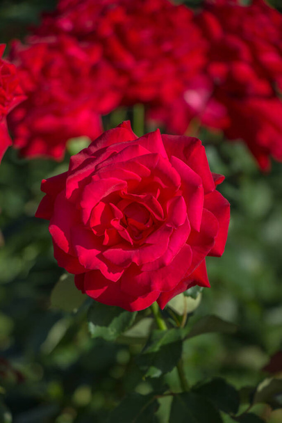 rote Rose auf einem Hintergrund aus Laub - Foto, Bild