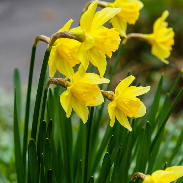 flores amarillas florecientes en el jardín de primavera en la naturaleza
 - Foto, Imagen