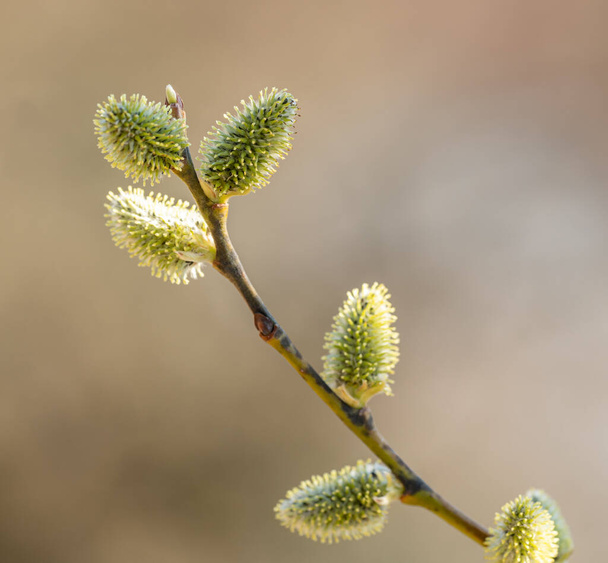 catkins on pussy willow in spring, detail - Zdjęcie, obraz