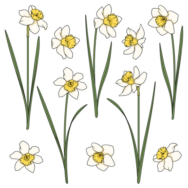 Set of color illustrations with white daffodils. Isolated vector objects on a white background. - ベクター画像
