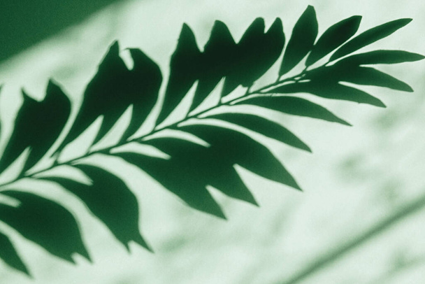 Shadow fern on green background - Fotoğraf, Görsel